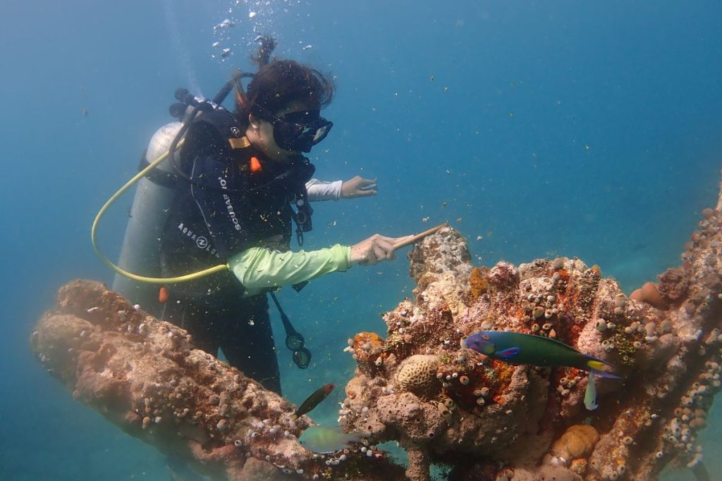 Diving at Biorock Pemuteran